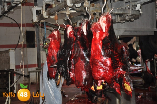 Jam3iya la7m3n (5).JPG